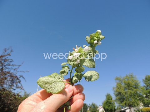 deadnettle, spotted